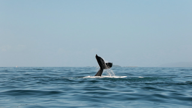 Whale tail ocean boat beach free wallpaper - medium preview image