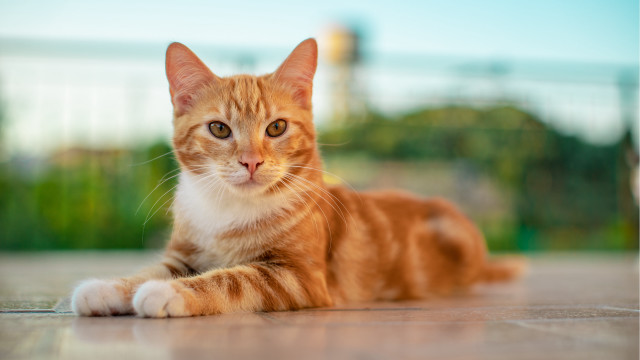 Cat lying blurry background animal free wallpaper for desktop - medium preview image
