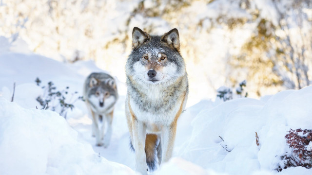 Wolves walking snow woods nature #2 free wallpaper - medium preview image