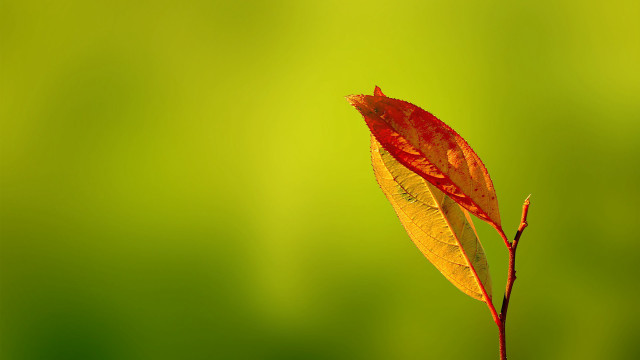 Single leaf macro autumn gradient free wallpaper - medium preview image