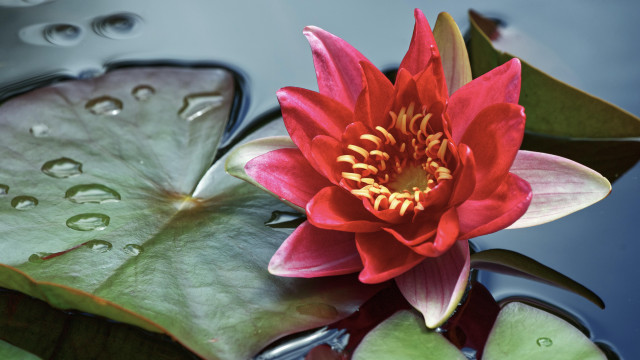 Red flower floating pond water free wallpaper - medium preview image