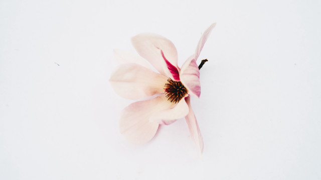 Flower butterfly wings macro naturalism free wallpaper - medium preview image