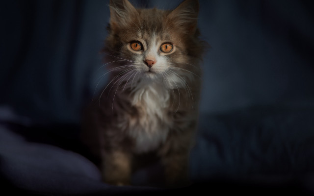 Blurry cat dark room blue free wallpaper - medium preview image