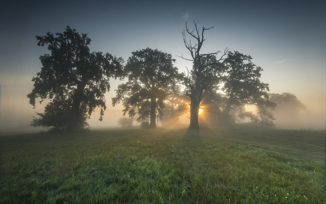 Foggy field tree sun crepuscular free wallpaper - medium preview image