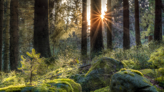Forest moss covered sunlight trees free wallpaper - medium preview image