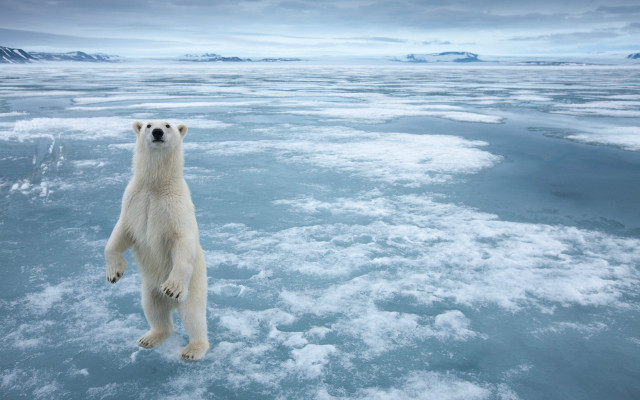 Polar bear frozen lake mountains #3 free wallpaper - medium preview image