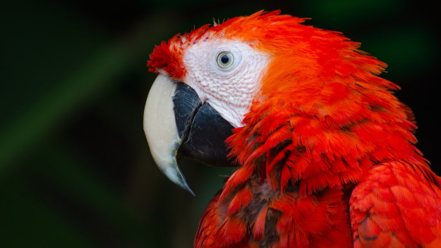 Red white parrot black background free wallpaper - medium preview image