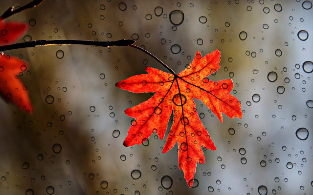 Red leaf rain water droplets free wallpaper - medium preview image