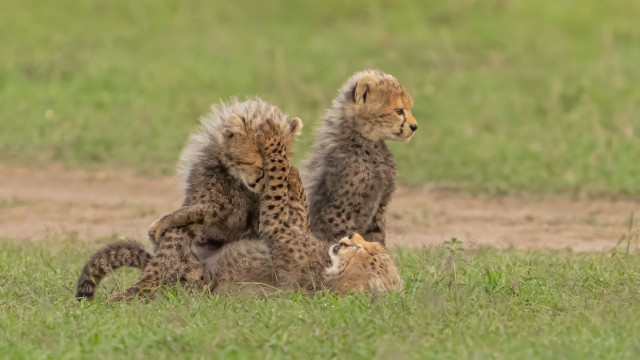 Cheetah cubs playing mother grass free wallpaper - medium preview image