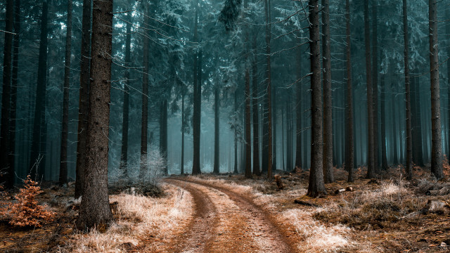 Dirt road forest trees trail #3 free wallpaper - medium preview image