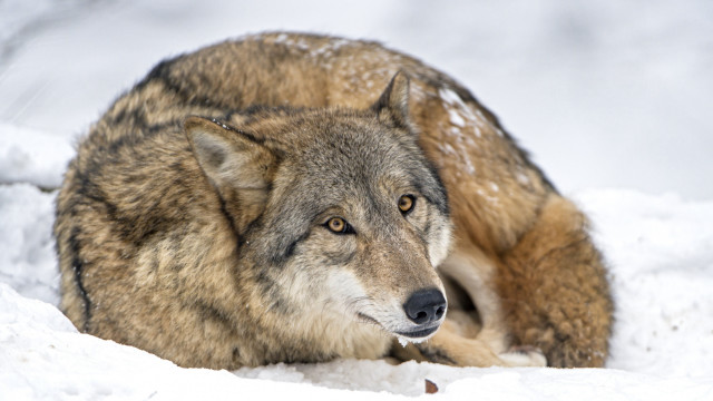 Wolf snow sad look distance free wallpaper - medium preview image