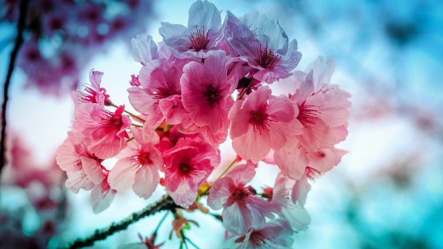 Pink flowers vase branch blurry free wallpaper - medium preview image