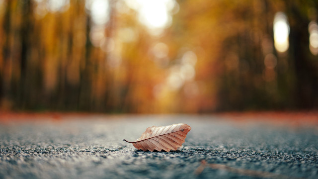 Leaf forest sunbeam autumn blurry free wallpaper - medium preview image