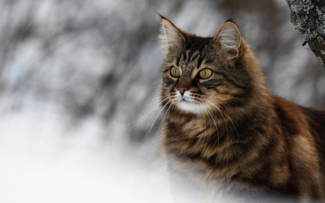 Cat sitting snow tree branch free wallpaper - medium preview image