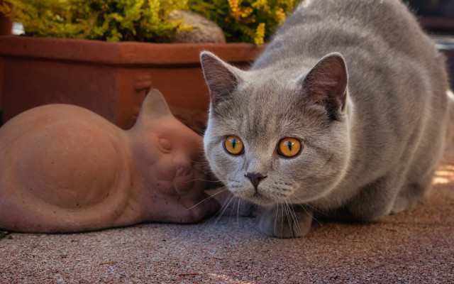 Cat statue planter focus blurry free wallpaper - medium preview image