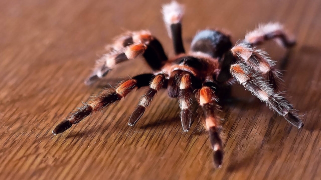 Spider closeup wooden surface macro free wallpaper - medium preview image