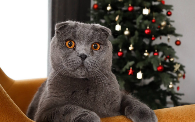 Grey cat christmas illusion bokeh free wallpaper - medium preview image