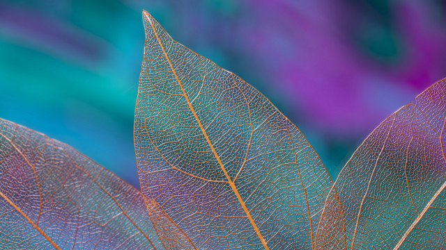 Leaf blue background purple detailed free wallpaper - medium preview image