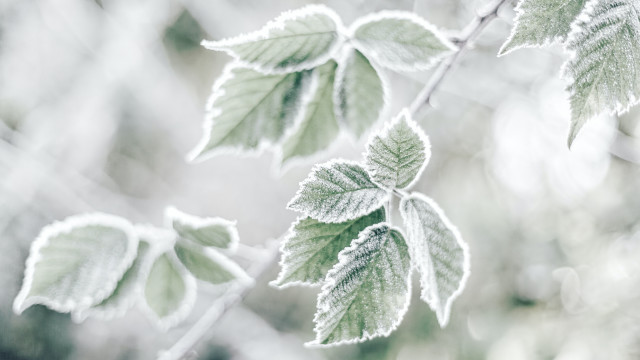 Frosted leaf macro winter cloudy free wallpaper - medium preview image