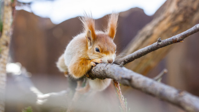 Squirrel eating branch photorealistic outdoors free wallpaper - medium preview image