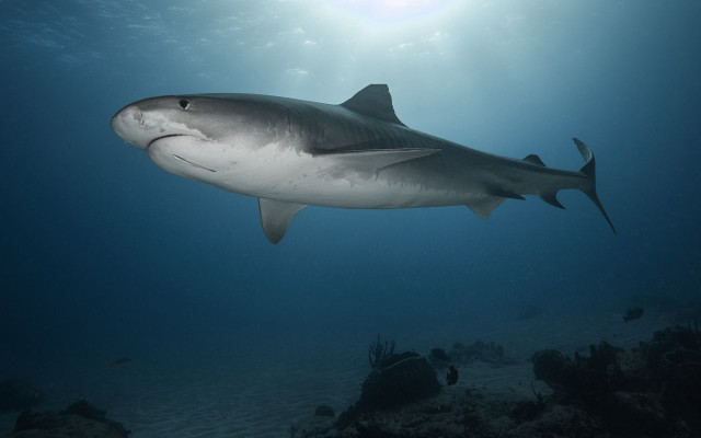 Large shark ocean sunshine fish free wallpaper - medium preview image