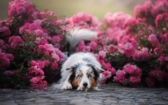 Dog pink flowers bird garden free wallpaper - medium preview image