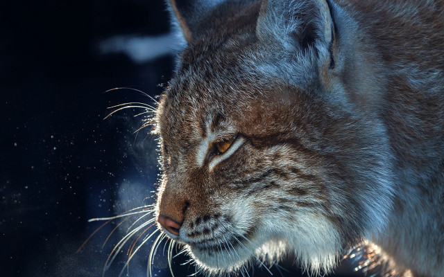 Cat closeup blurry background night free wallpaper - medium preview image