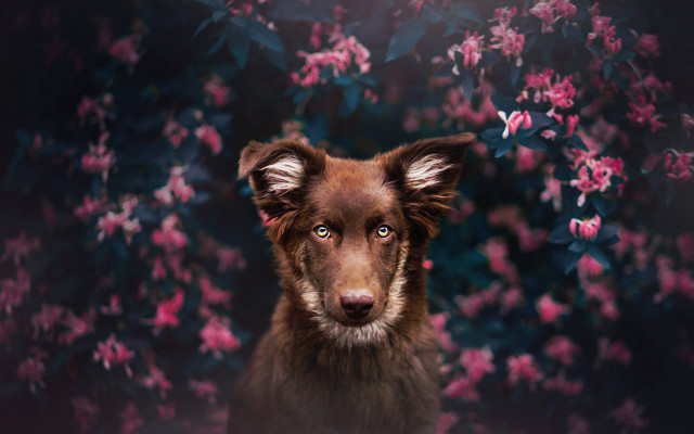Dog flower background closeup bokeh free wallpaper - medium preview image