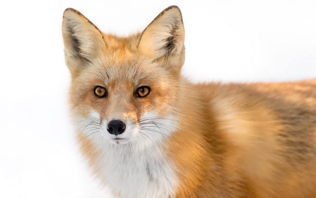 Fox brown white background black free wallpaper - medium preview image