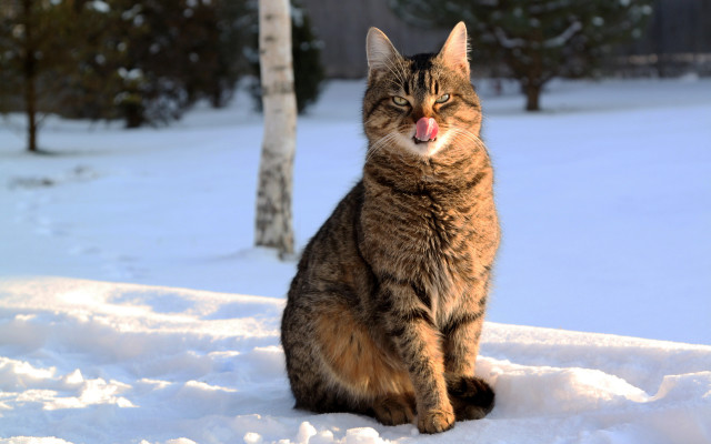 Cat snow tongue out winter free wallpaper - medium preview image