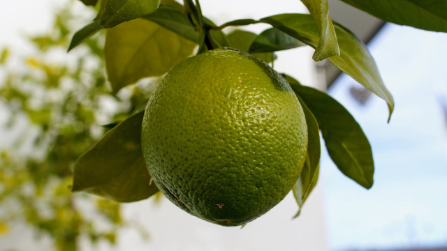 Green fruit branch leaves blurry free wallpaper for desktop - medium preview image
