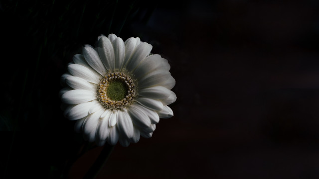 White flower green center black #3 free wallpaper - medium preview image
