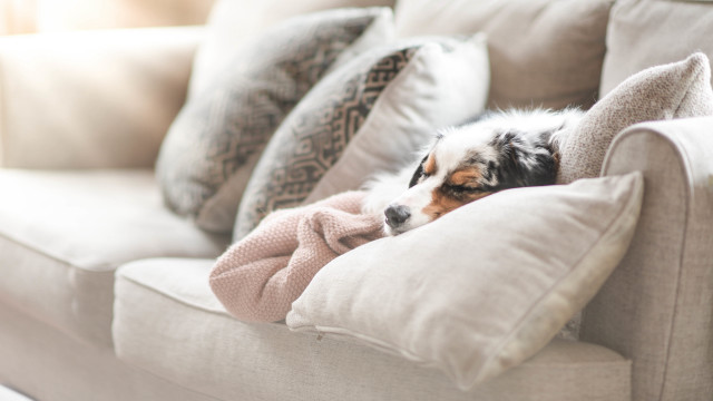 Cozy dog couch blanket pillow free wallpaper - medium preview image