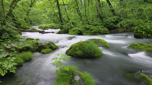 Lush forest stream moss rocks free wallpaper - medium preview image
