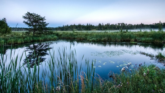 Pond trees foggy sky nature free wallpaper - medium preview image
