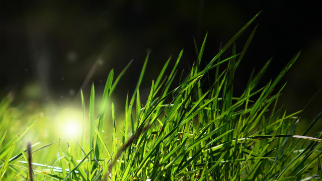 Grass light shining bamboo fireflies free wallpaper - medium preview image