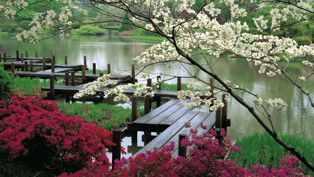 Wooden dock flower trees lake free wallpaper - medium preview image