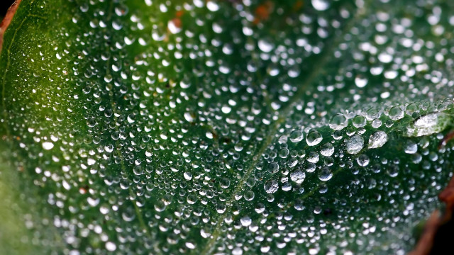 Green leaf water droplets macro #25 free wallpaper - medium preview image