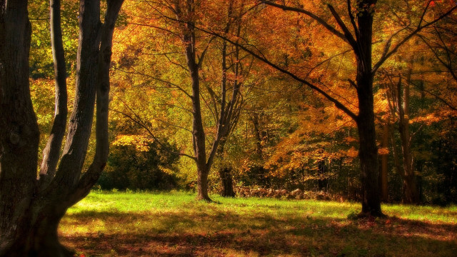 Autumn leaves fall foliage hudson free wallpaper - medium preview image