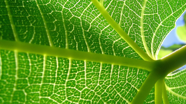 Green leaf blue sky macro #5 free wallpaper - medium preview image