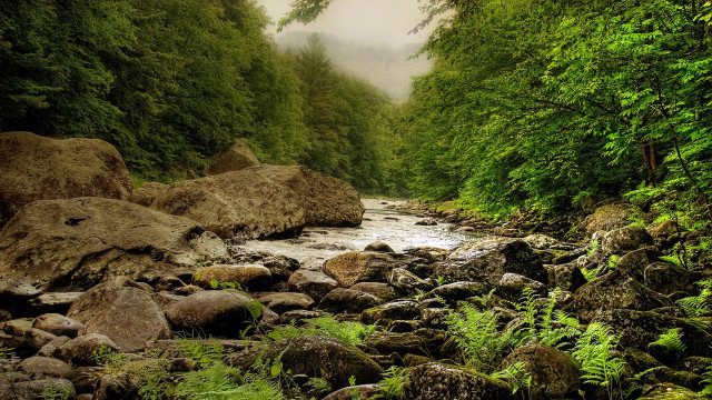 River forest rocks trees foggy free wallpaper - medium preview image