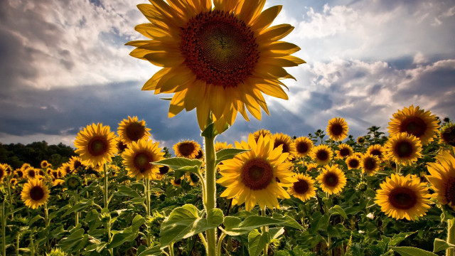 Large sunflower field cloudy sky free wallpaper - medium preview image