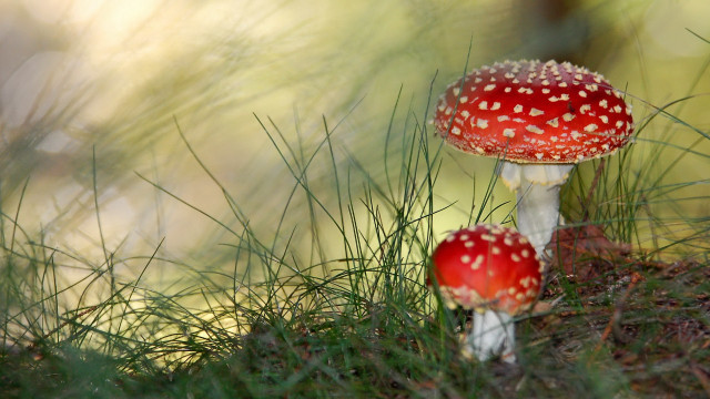 Mushrooms grass woods macro nature free wallpaper - medium preview image