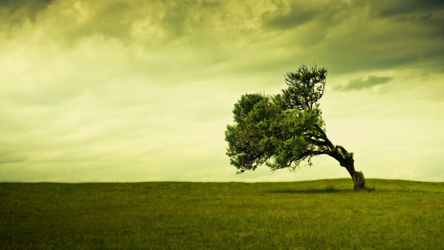 Lone tree grassy field cloudy #15 free wallpaper - medium preview image