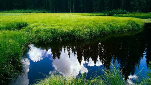 Stream green field forest trees free wallpaper - medium preview image