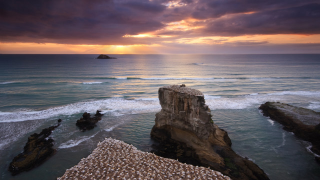 Bird rock ocean sunset landscape free wallpaper - medium preview image