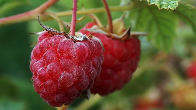 Raspberries branch leaves bokeh macro free wallpaper - medium preview image