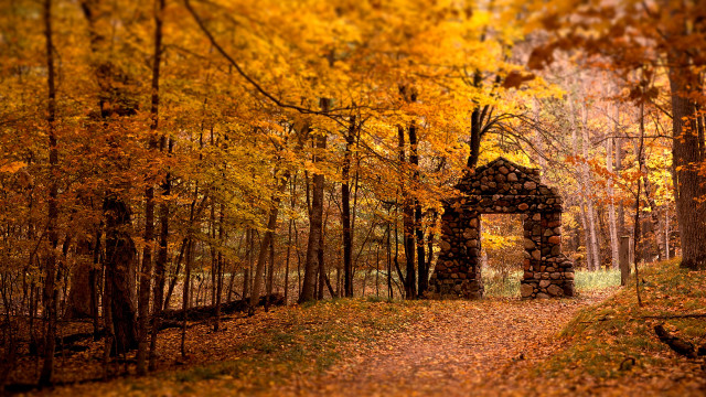Autumn forest path structure burning free wallpaper - medium preview image