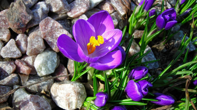Purple flower rocks grass macro #2 free wallpaper - medium preview image