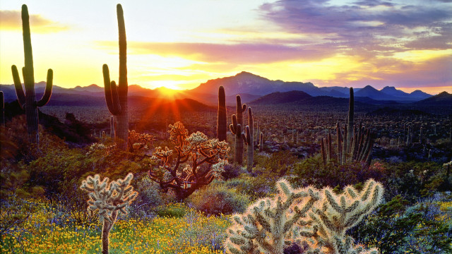 Desert cactus mountains sunset landscape free wallpaper - medium preview image
